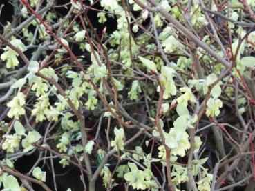 Corylopsis sinensis Spring Purple - Scheinhasel Spring Purple