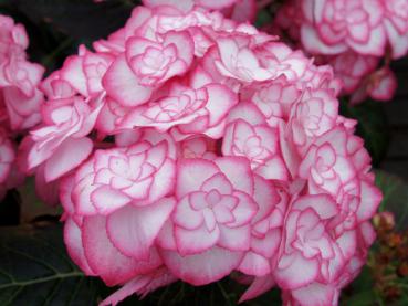 Bauernhortensie Miss Saori - Hydrangea macrophylla Miss Saori