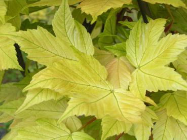 Acer pseudoplatanus Prinz Handjery - Tysklönn Prinz Handjery