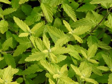 Bartblume Sunshine Blue - Caryopteris incana Sunshine Blue