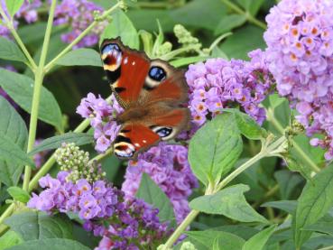 Sommerflieder Blue Chip - Buddleja Blue Chip