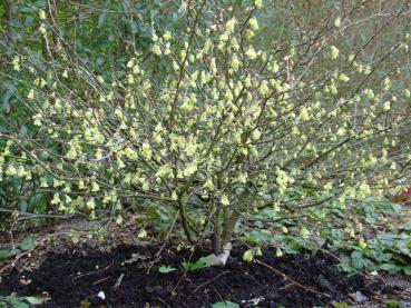 Corylopsis spicata