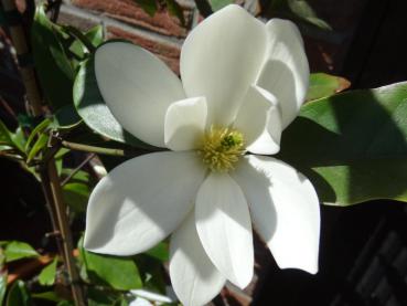 Duft-Magnolie Fairy Cream - Michelia Fairy Cream