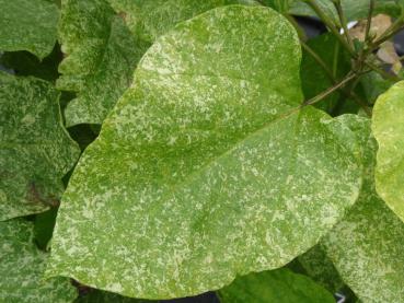 Katalpa, Trumpetträd - Catalpa bignonioides Pulverulenta