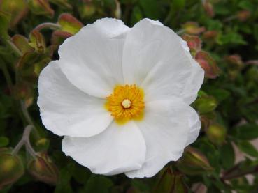 Die weiße Blüte der Cistus x obtusifolius