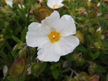 Die Weiche Zistrose in Blüte