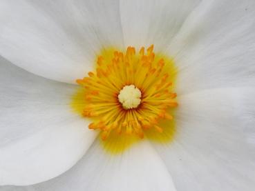 Cistus x obtusifolius - weiße Blüte mit gelbem Auge