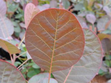 Cotinus coggygria Lilla - Perückenstrauch Lilla