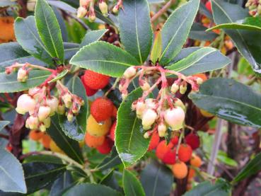 Arbutus unedo Compacta