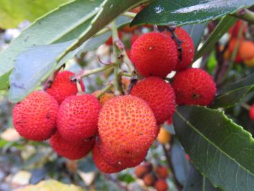 Arbutus unedo Compacta