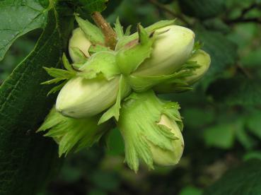 Corylus avellana - Hassel