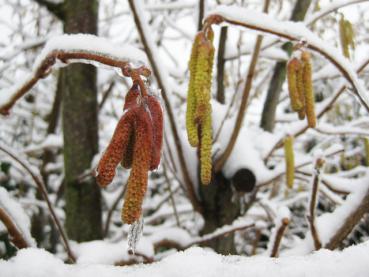 Hasel-Kätzchen unter Eis und Schnee