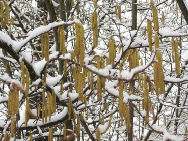 Blüte der Haselnuss im Winter