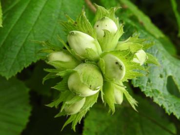 Corylus avellana mit Fruchtstand