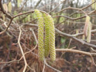 Männliche Blüten der Haselnuss im frühen Frühjahr