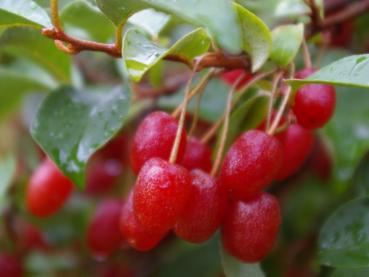 Elaeagnus multiflora Russische Ernte - Essbare Ölweide Russische Ernte