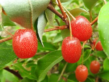 Elaeagnus multiflora Russische Ernte