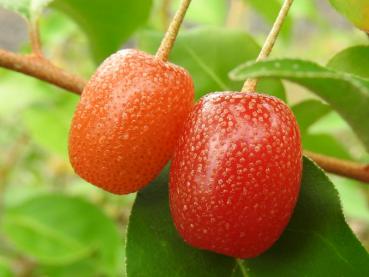 Elaeagnus multiflora Russische Ernte