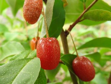 Elaeagnus multiflora Russische Ernte