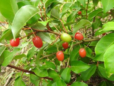 Elaeagnus multiflora Russische Ernte