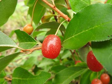 Elaeagnus multiflora Russische Ernte