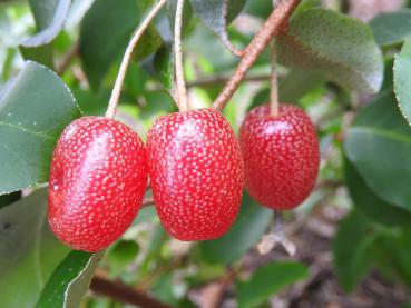 Elaeagnus multiflora Russische Ernte