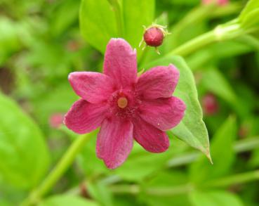 Jasmin, Rosablühender - Jasminum beesianum