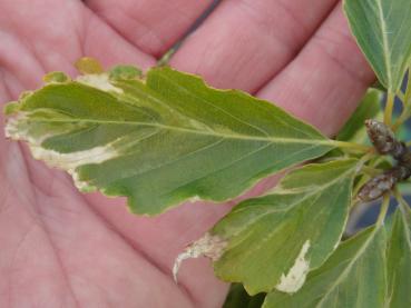 Weißbunte Rotbuche - Fagus sylvatica Albovariegata