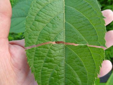 Blatt von Eucommia ulmoides mit dem guttapechaartigen Stoff