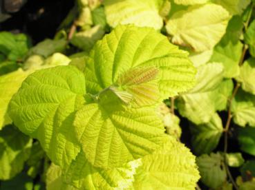 Corylus avellana Aurea - Goldhasel