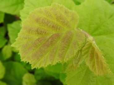 Blatt der Corylus avellane Aurea