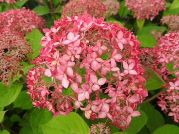 Ballhortensie Pink Percussion - Hydrangea arborescens Pink Percussion