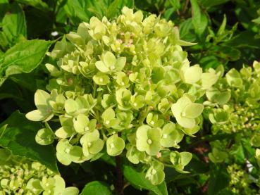Hydrangea paniculata Little Lime® - Rispenhortensie Little Lime®