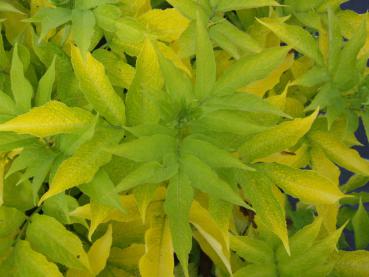 Sambucus canadensis Aurea - Gulbladig fläder