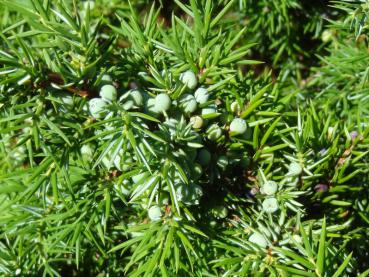 Juniperus communis Suecica - Heidewacholder, Schwedischer