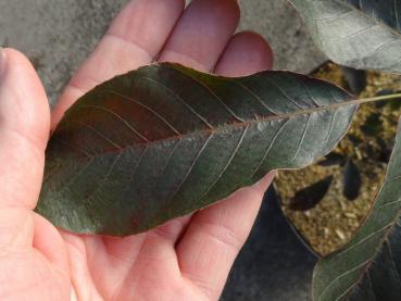 Walnuss, Rotblättrige - Juglans regia Purpurea