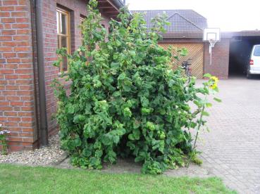 Corylus avellana Contorta - Korkenzieherhasel