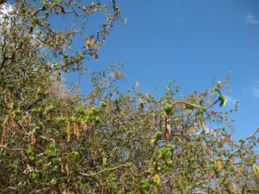 Nach der frühen Blüte der Korkenzieherhasel treiben die Blätter aus.