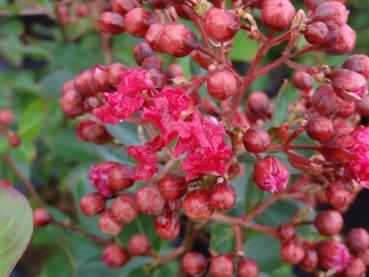 Kreppmyrte, Lagerstroemie Red Imperator - Lagerstroemia indica Red Imperator