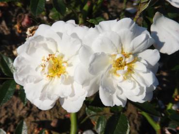 Blüte der Bienenweide weiß