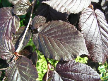 Corylus maxima Purpurea - Bluthasel