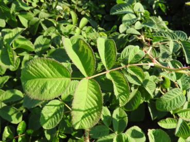 Rosa damascena Trigintipetala - Bulgarische Ölrose