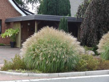 .Miscanthus sinensis Yaka Dance - Chinaschilf, Garten-Chinaschilf Yaka Dance