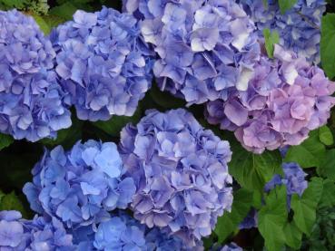 Hydrangea macrophylla Blauer Ball - Bauernhortensie Blauer Ball