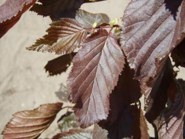 Corylus avellana Red Majestic - Blut-Korkenzieherhasel