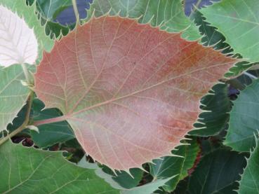 Roter Laubaustrieb bei Tilia henryana