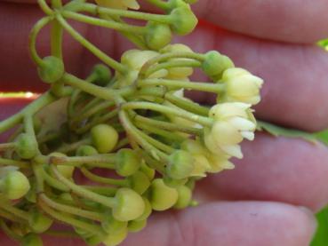 Die späte Blüte von Tilia henryana