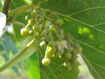 Die Blüte von Tilia henryana kommt spät und wird von vielen Insekten geschätzt