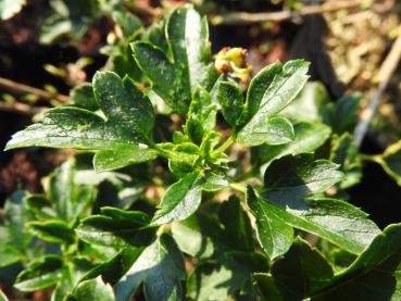 Ribes alpinum Pumilum - Zwerg-Alpenjohannisbeere