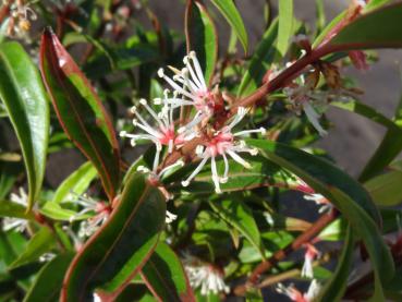 Schattenblume, Duftende - Sarcococca hookeriana var. digyna